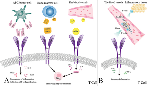 Figure 1 T cell immune responses mediated by CD69 binding to ligands. (A). Binding of CD69 to its ligand causes negative immune regulation. CD69 expressed on T cells binds to Gal1/12 expressed by APC or a tumor cell, triggering GAL1/12-mediated anti-inflammatory responses and promoting the production of anti-inflammatory cytokines, such as IL-10, IL-35, and TGF-β, which inhibit T cell proliferation (Left). The S100AB/S100A9 complex expressed by bone marrow cells binds to CD69 on T cells and promote Treg differentiation (Middle). oxLDL, which is modified in vascular endothelial cells, binds to CD69 on T cells, increasing the production of proinflammatory cytokines such as IL-8 and IFN-γ and promoting the transcription of NR4A and Treg differentiation (Right). (B). CD69 promotes inflammation after binding to its ligand. Platelets produce Myl9/12 to form the Myl9/12 network on blood vessels. The network then serves as a platform for the migration of CD69 antigen-specific T cells into inflamed tissues and thereby promotes inflammatory responses.