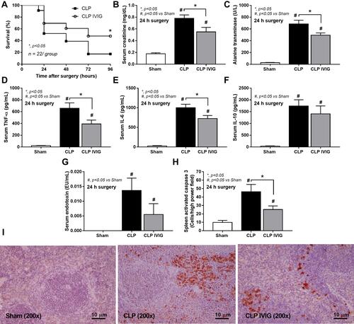 Figure 9 Analysis of IVIG-treated CLP mice. Characteristics of mice at 24 h after sham or CLP with IVIG or NSS administration as indicated by survival analysis (n = 22/group) (A), serum creatinine (B), liver enzyme (alanine transaminase) (C), serum cytokines (TNF-α, IL-6, and IL-10) (D-F), gut permeability defect (FITC-dextran assay) (G) and spleen injury (activated caspase 3 apoptotic splenocytes) with the representative caspase 3 immunohistochemistry pictures (H and I) are demonstrated (n = 6–8/group for B-H). Data from sham IVIG mice are not demonstrated due to the normal values as indicated by sham with NSS administration as presented. Columns represent mean values ± SEM. #p < 0.05 compared to the control group (Sham). *p < 0.05 compared to the CLP group.