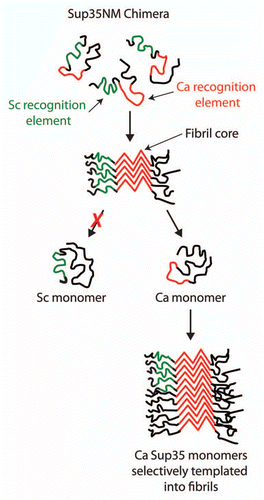 Figure 4 Selective folding of prion recognition elements within the Sup35NM chimera enciphers species-specific infectivity. The Sup35NM chimera contains two prion recognition sequences (green for the S. cerevisiae recognition element and red for C. albicans recognition element) that selectively nucleate each prion strain conformation. For the C. albicans strain conformation, we find that the Ca recognition sequence is folded within the prion amyloid core, while most of the Sc recognition sequence is excluded from the core. The resulting prion strain conformation is specific for infecting C. albicans Sup35 since its cognate recognition element is folded within the amyloid core and active for templating.