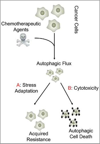 Figure 3. Dual role of autophagy in cancer chemotherapy. Autophagy may induce stress adaptation (A) in cancer cells allowing them to obtain a resistance phenotype against cancer chemotherapy agents, or it may induce cytotoxicity (B) resulting in autophagic cell death of cancer cells (adapted from ref. Citation49).