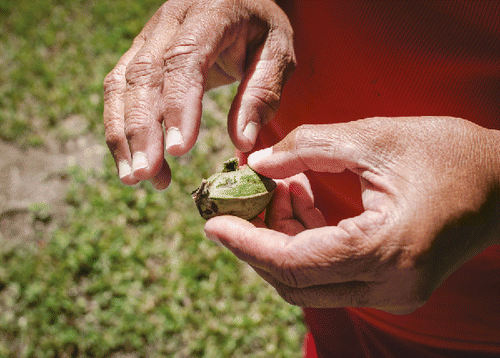 Figure 2. A participant picks at a pecan nut she found near her home in St. James, while she describes how pollution is slowly changing the local vegetation. Source: Photo by author.