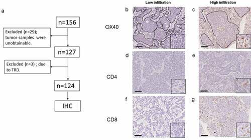 Figure 1. (a) Flowchart depicting this study. TRD, treatment-related death; IHC, immunohistochemistry. (b, c) Representative images of IHC stained tumor sections showing either low or high infiltration of OX40+ lymphocytes in both tumor stroma and cancer nest. (original magnification: 100×; inset: 400×). Areas surrounded by black lines show cancer nests. (d, e) Representative images of IHC stained sections showing either low or high CD4+ T cells and (f, g) CD8+ T cells in both tumor stroma and cancer nest (original magnification: 100×; inset: 400×). Scale bars represent 100 µm