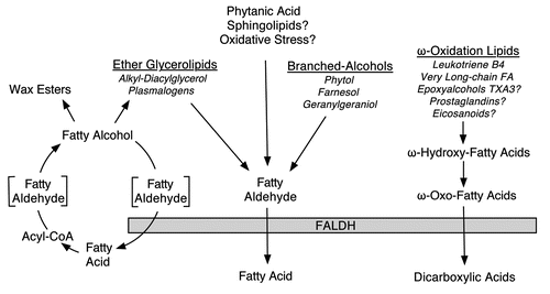 Figure 3 The role of FALDH in lipid metabolism. Lipid substrates that are inferred to require FALDH for metabolism, but lack experimental confirmation, are indicated with a question mark.