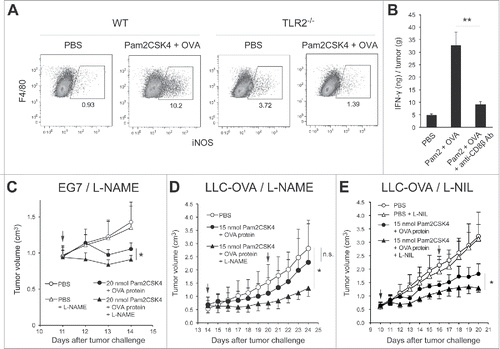 Figure 6. Blocking of iNOS activity augments the therapeutic potential of Pam2CSK4 in tumor-bearing mice. (A) B6 WT or TLR2−/− mice bearing EG7 tumors were treated with Pam2CSK4 and OVA protein. After 24 h, tumors were excised and iNOS expression in CD11b+F4/80+ cells was analyzed by flow cytometry. Numbers adjacent to outlined areas indicate the percentage of relevant population. (B) EG7 tumor-bearing mice were pretreated with anti-CD8β antibody for 24 h. Pam2CSK4 (Pam2) and OVA protein were injected into the mice. After 24 h, tumor lysate was prepared and IFN-γ concentration was measured by ELISA. IFN-γ levels were represented as IFN-γ (ng) /tumor (g). (C, D and E) B6 WT mice bearing EG7 (C) or LLC-OVA (D and E) tumors were treated with Pam2CSK4 and OVA protein as indicated by arrows. Mice were treated daily with L-NAME (2 mg) (C and D), L-NIL (0.5 mg) (E), or PBS. Data are shown as means ± SD. n = 4-5. *p < 0.05. All data shown are representative of more than 2 independent experiments.