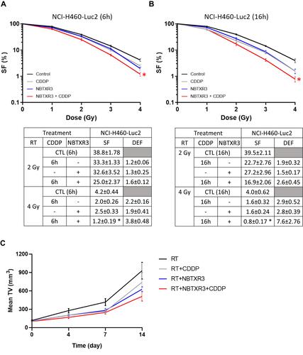 Figure 5 RT-activated NBTXR3 improves the efficacy of cisplatin. The capacity of NBTXR3 to kill cancer cells, in combination or not with cisplatin (725nM of CDDP for 6 hours or 405nM of CDDP for 16 hours), was analyzed by clonogenic assay on the NCI-H460-Luc2 cell line, after an incubation of 6h (A) or 16h (B) with cisplatin before irradiation. Presented data were obtained from five independent experiments (n=5). Data are represented as surviving fraction percentage (SF (%)) ± SEM. Surviving fraction (SF) and corresponding Dose Enhancement Factor (DEF) for each condition are indicated and time point are indicated on the lower panel. *p<0.05 vs CTL. (C) The ability of NBTXR3 to control tumor growth was compared in combination or not with cisplatin (CDDP, 1mg.kg−1). Tumor growth curves are expressed as mean tumor volume (TV) ± SEM. Number of mice per group: 5.