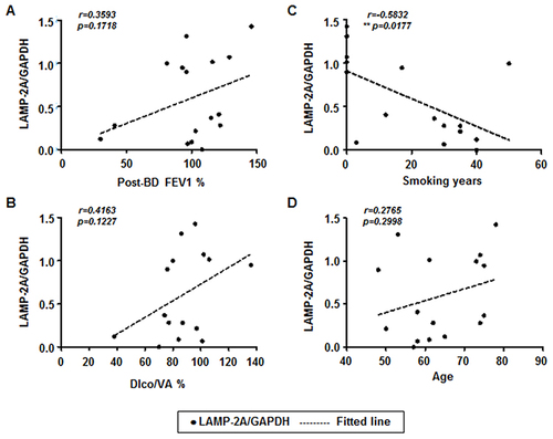 Figure 3 LAMP-2A expression is negatively correlated with years of smoking. Pearson correlation coefficient, r, was calculated for the expression level of LAMP-2A of primary HBECs (y-axis) and clinical parameters (x-axis) (A–D) of 16 subjects including normal (n = 5), smokers (n = 6), and COPD patients (n = 5). (A) Post-bronchodilator forced expiratory volume in 1 s (FEV1% pred.) (r = 0.3593, p = 0.1718) (B) Diffusion capacity measured with carbon monoxide adjusted for the alveolar volume ventilated (DLCO/VA %) (r = 0.4163, p = 0.1227) (C) Years of smoking (r = −0.5832, **p = 0.0177) (D) Aging (r = 0.2765, p = 0.2998).