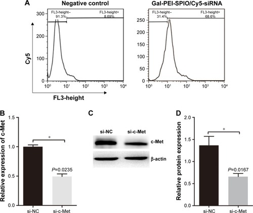 Figure 3 In vitro silencing efficacy of si-c-Met with Gal-PEI-SPIOs.Notes: (A) The efficiency assessment of cellular uptake by flow cytometry in intro. Hepa1–6 cells were transfected with Gal-PEI-SPIO/Cy5-siRNA and equal Gal-PEI-SPIO/siRNA as control. (B) Quantitative PCR analyses the silencing efficacy of Gal-PEI-SPIO/si-c-Met by the relative c-Met mRNA levels in Hepa1–6 cells. (C, D) The Western blot assay shows the silencing efficacy of Gal-PEI-SPIO/si-c-Met in protein expression. *P<0.05.Abbreviations: Gal-PEI-SPIO, galactose-polyethylenimine-superparamagnetic iron oxide; PCR, polymerase chain reaction.