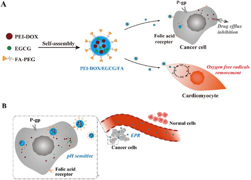 Figure 1. (A) The preparation and mechanism of PEI-DOX/EGCG/FA to overcome multidrug resistance of tumor cell and reduce cardiotoxicity. (B) The targeting mechanism of PEI-DOX/EGCG/FA to tumor cells.