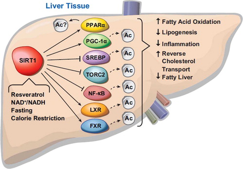 Figure 3. SIRT1 is involved in many functions in the liver. It controls key aspects of lipid and glucose metabolism through interaction with transcription factors. SIRT1 is activated in response to fasting, calorie restriction, changes in NAD+/NADH levels, and by the polyphenol resveratrol.