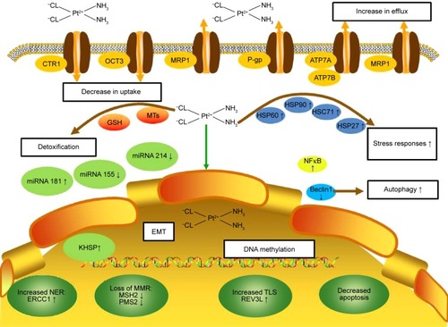 Figure 1 Molecular mechanisms of CPR in cervical cancer.