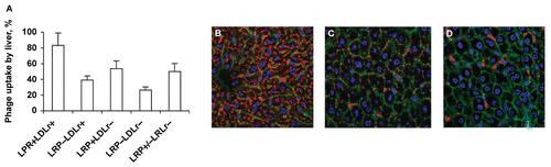 Figure 3.  Reduced phage uptake by LRP-deficient liver in ‘floxed’ LRP mice expressing Cre. (A) Liver phage uptake as determined by a plaque assay. Data are shown as mean ± SD, n = 4. (B) Confocal images of immunostained LRP+LDLr+ liver sections (Flox+/+, Cre−, LDLr+/+). (C) Confocal images of immunostained LRP−LDLr+ liver sections (Flox+/+, Cre+, LDLr+/+). (D) Confocal images of immunostained LRP−LDLr+ liver sections (Flox+/+, Cre+, LDLr−/−). Red, green, and blue image colors correspond to phage, actin, and nuclei, respectively.