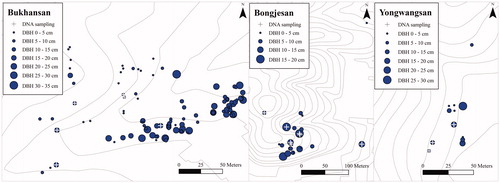 Figure 1. Spatial distribution of Magnolia kobus individuals by diameter at breast height (DBH) classes in the study sites.