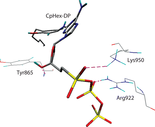 Figure 3.  CpHex-Dp within the active site during MD simulations (at 3720 ps): H-bond formation with Arg922 and Lys950 (plus Tyr865). 74×58mm (300 × 300 DPI).