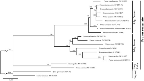 Figure 1. Phylogenetic tree reconstruction of 18 taxa of Prunus and two outgroups using ML method. Relative branch lengths are indicated. Numbers near the nodes represent ML bootstrap value. The scientific names of these species are debated.