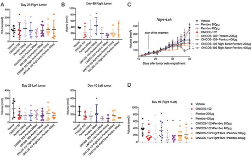 Figure 4. Effects of ONCOS-102 and pembrolizumab treatments on tumor volume of A2058 engrafted hu-mice. A. Tumor volume on day 26 for right and left tumor. B. Tumor volume on day 40 for right and left tumor. C. Tumor volume throughout the treatment (pooled for right and left tumors). D. Tumour volume on day 40 (pooled for right and left tumors). Data represent mean ± SEM. *P < 0.05, **P < 0.01 vs vehicle. Groups: 1–6 had 8 animals/group, groups: 7–8 had 6 animals/group.