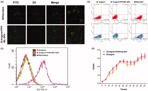 Figure 3. In vitro conjunction of PFH/BL-NPs and B. longum. (a) CLSM images of DiI-labeled PFH/BL-NPs, FITC-labeled B. longum and Bifidorobot. (b,c) FCM images of binding efficiencies of PFH/BL-NPs and B. longum (n = 3). (d) Growth characteristics of B. longum and B. longum + Antibodyobot in vitro (n = 3).