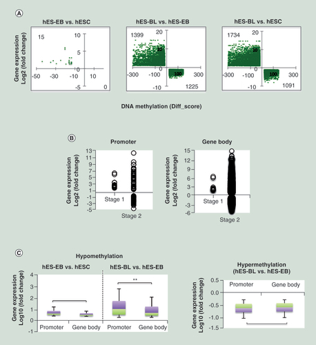 Figure 3. Analysis of DNA methylation negatively correlated with gene expression. (A) A cross-plot of the combined genes showing a negative correlation between methylation and gene expression levels. The left-upper region indicates hypomethylated and upregulated genes; the right-lower region indicates hypermethylated and downregulated genes. The Y-axis was plotted based on fold-change; the X-axis was plotted based on Diff-score. (B) Correlations between the differentially methylated CpG sites distribution and gene expression during stage one (hES-EB vs hESC) and stage two (hES-BL vs hES-EB) were investigated. (C) Focusing on hypo-CpGs and hyper-CpGs, we analyzed the correlations between gene expression and differentially methylated CpG sites in the promoter or gene body.**p < 0.01.