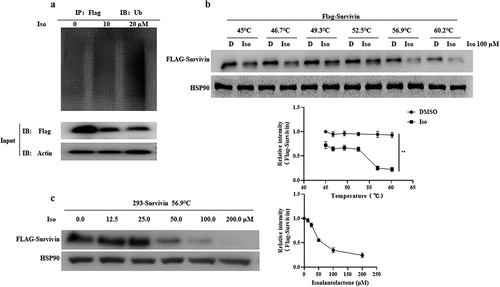 Figure 6. Isoalantolactone enhanced survivin protein ubiquitin modification by directly binding to survivin protein.