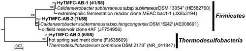 Fig. 5. A phylogenetic tree illustrating relationships of the phylotype detected on the hyperthermophilic bioanode. The tree was constructed using the neighbor-joining method. Bootstrap values (2000 replicates) of ≥50% are shown above the nodes. The scale bar shows the number of changes per nucleotide position. Thermotoga lettingae strain TMO (CP000812.1) served as the outgroup (not shown).