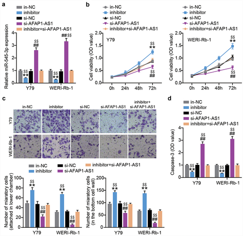 Figure 4. AFAP1-AS1 upregulates miR-545-3p to inhibit proliferation and migration in RB cells. MiR-545-3p inhibitor, inhibitor NC, si-AFAP1-AS1 and si-AFAP1-AS1+ miR-545-3p inhibitor were introduced into Y-79 and WERI-Rb-1 cells. After transfection of 48 h. (a) RT-qPCR analysis of the miR-545-3p expression. (b) CCK8 assays detecting cell proliferation. (c) Transwell migration assay detecting cell migration. (d) Casepase-3 activity was determined. **P < 0.001 vs. in-NC group, ##P < 0.001 vs. si-NC group, $$P < 0.001 vs. inhibitor+si-AFAP1-AS1 group. N = 3, repetition = 3. N = 3, repetition = 3.