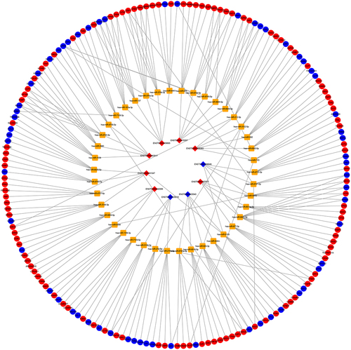 Figure 5. The lncRNA-miRNA-mRNA competing endogenous RNA network in PXG. Diamonds, rectangles, and spheres represent lncRnas, miRnas, and mRnas, respectively. The black line represents the interaction between RNAs. The red nodes represent upregulated RNAs, while the blue nodes represent downregulated RNAs. Abbreviations: PXG, pseudoexfoliation glaucoma.