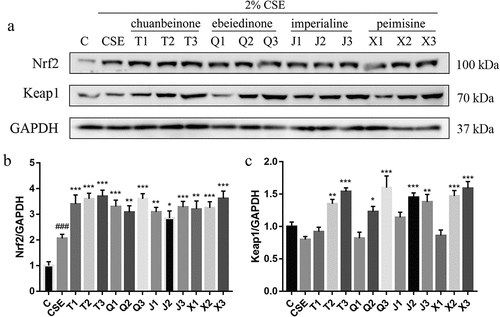 Figure 6. Effect of four alkaloids on the expression of Nrf2/Keap1 signaling pathway-related proteins in 2% CSE-induced A549 cells. (a-c) the expression of Nrf2 and Keap1 proteins in 2% CSE-induced A549 cells was analyzed by western blotting after incubation with four different concentrations of alkaloids for 24 h, and GAPDH was the reference protein. C: control; CSE: 2% CSE; T1-T3: 5, 10, 20 μM chuanbeinone; Q1-Q3: 5, 10, 20 μM ebeiedinone; J1-J3: 5, 10, 20 μM imperialine; X1-X3: 5, 10, 20 μM peimisine. n = 3, ###p < .001 vs. The control group, *p < .05, **p < .01, ***p < .001 vs. The CSE group.