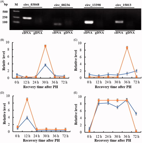 Figure 6. The relative level of four candidate key circRNAs during the proliferation phase of rat LR. (A) Amplification of circRNAs using outward-facing primers with cDNA but not genomic DNA (gDNA). (B) circ_03848. (C) circ_08236. (D) circ_13398. (E) circ_15013. Display full sizeqRT-PCR,Display full size high-throughput sequencing. The infinite was represented by 9 and the infinitesimal was represented by 0.3 for the high-throughput sequencing data.