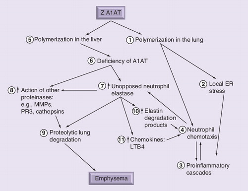Figure 2. Complex interaction of pathogenic mechanisms responsible for the development of emphysema in α-1-antitrypsin deficiency.Polymerization of Z A1AT in the lung (1) leads to local ER stress (2) and establishment of a postinflammatory cascade (3) including increased neutrophil recruitment (4). Lung polymers are also chemoattractants, recruiting and localizing neutrophils further (4). Polymerization in the liver (5) results in serum and lung deficiency (6), causing unopposed neutrophil elastase activity (7) as a result of the recruited neutrophils (4), which in turn can activate other classes of enzymes (8) in addition to other uninhibited serine proteinases. The net result is proteolytic degradation of lung tissue (9), leading to emphysema. In addition, neutrophil elastase-derived peptide (10) and chemokines (11) can amplify the neutrophilic load and accelerate parenchymal damage through further release of proteinases.A1AT: α-1-antitrypsin; ER: Endoplasmic reticulum; LTB4: Leukotriene B4;MMP: Matrix metalloproteinase; PR3: Proteinase 3.