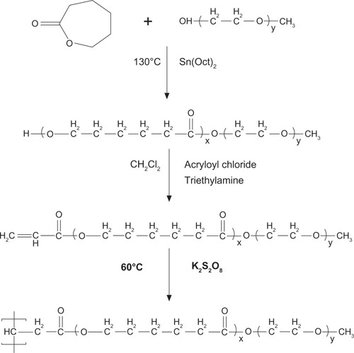 Figure 2 Synthesis scheme of star-shaped MPEG-PCL.Notes: First, MPEG-PCL was prepared by ring-opening of å-caprolactone, initiated by MPEG. Then, MPEG-PCL was acrylated to be AMPEG-PCL; last, AMPEG-PCL micelles were polymerized into SSMPEG-PCL micelles.Abbreviations: AMPEG, acrylated MPEG; MPEG-PCL, monomethoxy poly (ethylene glycol)-poly(å-caprolactone); MPEG, monomethoxy poly (ethylene glycol); SSMPEG-PCL, star-shaped MPEG-PCL.