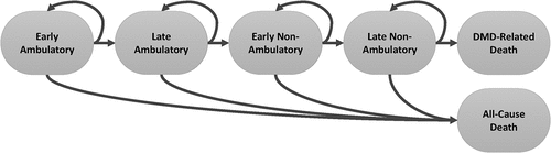 Figure 1. Model structure. Loss of the ability to stand from supine in under 5 seconds signified the transition from the early ambulatory to late ambulatory state as that is associated with progressive mobility decline [Citation49,Citation50]. LoA was defined in this model as the inability to ambulate 10 meters [Citation49] and signified the transition from the late ambulatory to early non-ambulatory state. Progression to a Brooke score above 4 (loss of unweighted hand-to-mouth function) signified the transition from the early non-ambulatory to late non-ambulatory state. LoA, loss of ambulation.