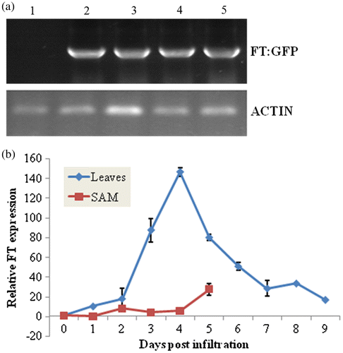 Fig. 4. Detection and quantification of GFP:MaFT by RT-PCR and quantitative RT-PCR (qRT-PCR) in mulberry.