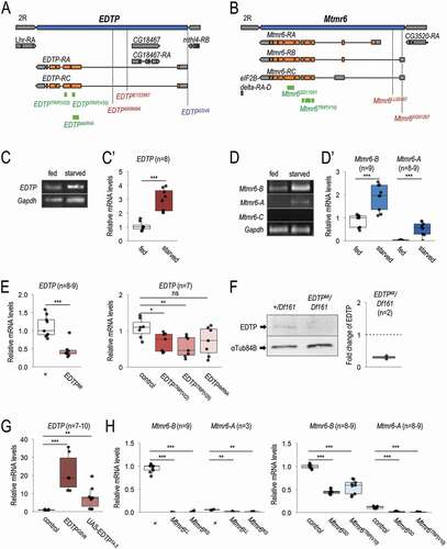 Figure 2. Mutant alleles, RNAi and overexpression constructs of EDTP and Mtmr6. (A) Exon/intron structure of EDTP. Specific positions of on-target sequences of RNAi constructs (green), inactivating mutations (red) and overexpressing insertion (blue) are shown. (B) Genomic structure of Mtmr6/CG3530. RNAi constructs (green) and mutant alleles (red) are indicated. (C-C’) EDTP is expressed in larval fat body cells of well-fed larvae, and its expression becomes elevated upon amino acid starvation, based on semi-quantitative RT-PCR (C) and quantitative real-time (qRT-) PCR (C’) analyses. (D) Splice-variants of Mtmr6 are expressed at different levels in the larval fat body. Under nutrient-rich condition, only Mtmr6-B is detectable by semi-qRT-PCR, the level of which becomes elevated in response to amino acid starvation. The expression of Mtmr6-A can be observed only under the latter condition. Mtmr6-C expression is not detectable under either circumstance. (D’) Based on qRT-PCR results, Mtmr6-B is markedly expressed, while Mtmr6-A shows a very weak expression in well-fed larvae. Expression of both splice variants is elevated upon starvation. (E) Relative transcript levels of the EDTPMI gene trap mutant allele and EDTP RNAi constructs, determined by qRT-PCR. (F) EDTPMI gene trap mutant allele also effectively lowers EDTP protein level. (G) Relative EDTP mRNA level is increased upon applying overexpression constructs. (H) Expression levels of active Mtmr6 splice variants (A and B) in control, mutant and RNAi-treated samples. qRT-PCR and semi-qRT-PCR were used on total RNA samples isolated from larval fat bodies of well-fed (C-D’) or 3 h-starved (C-H) animals at the third instar feeding larval (L3F) stage. Protein samples also stem from larval fat bodies of 3 h-starved animals at the third instar feeding larval (L3F) stage. Gapdh and αTub84B were used as internal controls for PCR experiments and in western blot analysis, respectively. Expression of UAS constructs was driven by Act5C-Gal4. In the case of long hairpin RNAi constructs, UAS-Dcr-2 was also coexpressed. w1118 animals (indicated by “+”) served as control for mutant strains, Act5C-Gal4/+ animals did for short hairpin RNAi and overexpression constructs, and UAS-Dcr-2/+; Act5C-Gal4/+ animals did for long hairpin RNAi constructs. Quantifications of normalized mRNA and protein levels are shown in box plots. *: p < 0.05, **: p < 0.01 ***: p < 0.001, ns: not significant. For statistics, see the Materials and Methods section