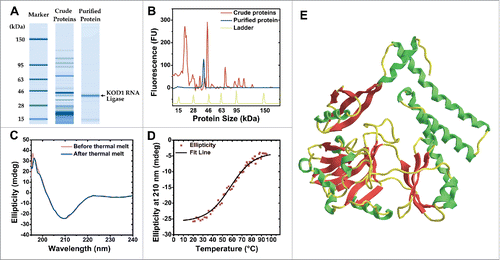 Figure 1. KOD1Rnl purification and predicted structure. (A) Bioanalyzer protein electrophoresis gel plot of crude and purified KOD1Rnl. (B) Protein eletropherogram of crude and purified KOD1Rnl. (C) Circular dichroism spectra of KOD1Rnl before and after thermal denaturation. (D) The CD thermal denaturation curve of KOD1Rnl at 210 nm. (E) Predicted 3D structure of KOD1Rnl from both homology and ab initio based protein folding.