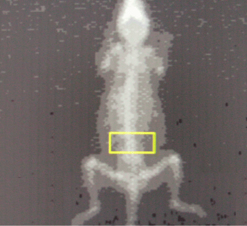 Figure 3.  Positioning of the mice. Mouse is placed in prone position perpendicular to the axis of scanning, with the hind legs extending away from the body showing the standard box size of 16 3 8.