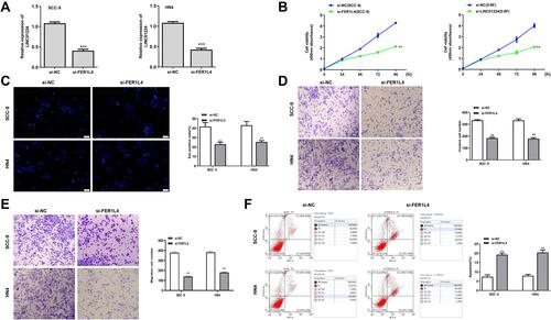 Figure 2 Silencing of FER1L4 inhibited the growth of OSCC cell lines in vitro. The OSCC cell lines SCC-9 and HN4 cells were transfected with si-FER1L4 or si-NC and cultured for 48 h. (A) The transfection efficiency of si-FER1L4 and si-NC was detected by qRT-PCR. (B) The cell viability at indicated times was determined by CCK8 kit. (C) The cell proliferation was determined by Edu staining assay. (D and E) The effect of FER1L4 on invasion (D) and migration (E) was detected by Transwell assay. (F) Effect of FER1L4 on cell apoptosis was measured by flow cytometry assay. Each experiment was repeated three times. **p < 0.01, and ***p < 0.001.