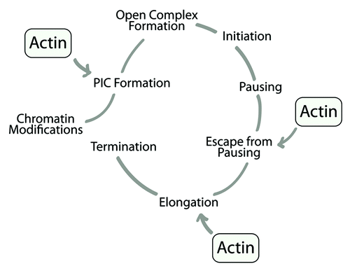 Figure 3. A schematic diagram summarizing the RNA polymerase II transcription cycle. Actin is known to be directly involved in PIC formation, escape from pausing and transcription elongation.