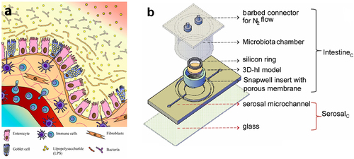Figure 8. (a) Schematic representation of injured intestinal tissue model; (b) experimental setup of MihI-Oc highlights the microbiota chamber that seals the Intestine compartment (IC) in which was accommodated the 3D-human intestineCitation61.