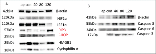Figure 7. The expression of some (A) apoptotic (caspase 3, caspase 6, and caspase 8) and (B) necrotic (IRE1α, HIF1α, RIP3, CHOP, HMGB1 and Cyclophilin A) related proteins possibly induced in the treated SW480 cells with 40, 80 and 120 μg/ml of KL15 for 24 h is analyzed by Western blot. The expression of β-actin is used as an internal control.