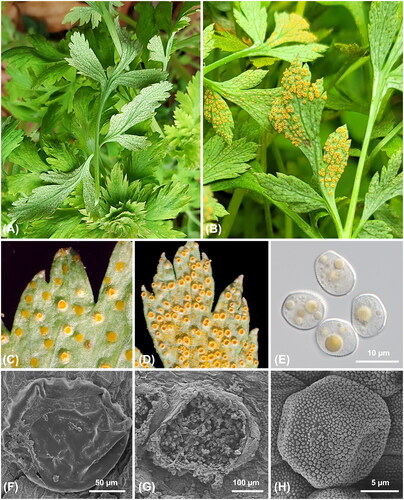 Figure 1. Rust disease caused by Neophysopella kraunhiae on Corydalis incisa. (A) Infected leaves of C. incisa with spermogonial stage; (B) Infected leaves of C. incisa with aecial stage; (C) Spermogonia; (D) Aecia; (E) Aeciospores under a differential interference contrast (DIC) microscope; (F) Spermogonium under a scanning electron microscope (SEM); (G) Aecia under a SEM; (H) Aeciospore under a SEM.