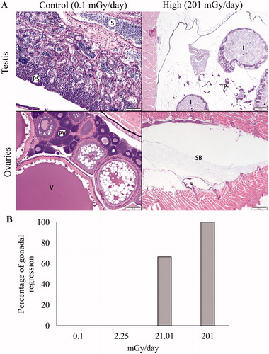 Figure 2. (A) Histologic sections through the gonads and caudal coelomic cavities of medaka from unexposed control (left column) and treatment fish chronically exposed to high dose (204.3 mGy/day) ionizing radiation (right column). In the upper left, mature testicular tissue exhibits a normal progression of spermatogenesis from primary spermatocytes (PS) to mature sperm (S). In the lower left, ovarian tissue contains normal developing pre-vitellogenic (PV) and post-vitellogenic (V) follicles. In the right column, male (upper) and female (lower) gonadal tissue was not identifiable in the coelomic cavities of fish exposed to high dose radiation. Remaining identifiable structures include normal intestine (I), pancreas and adipose (P), and swim bladder (SB). (B) Percentage of individuals with regressed gonads exposed to low (L) 2.25 mGy/day, medium (M) 21.01 mGy/day, and high (H) 204.3 mGy/day for 190 days.