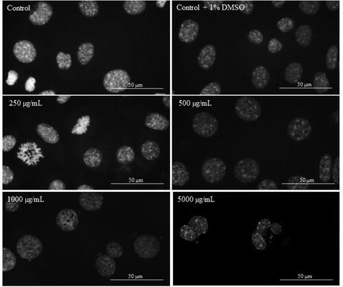 Figure 5. DAPI staining of L929 cells treated with different concentrations of Butterbur extract for 72 h. Bar is 50 µm.