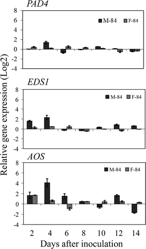 Fig. 7 Relative expression levels of PAD4, EDS1 and AOS in resistant ‘Moro’ and susceptible ‘Fielder’ after inoculation with P. striiformis, strain SRC-84 from 2 to 14 dai using qRT-PCR. Values represent differences of inoculated treatments compared with the corresponding non-inoculated controls and bars represent standard errors.