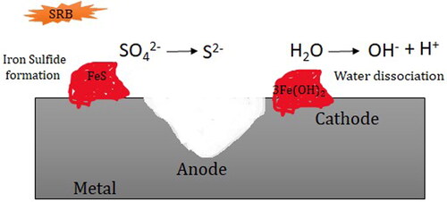 Figure 3. Illustration of the cathodic depolarization mechanism of SRB activity (Lv & Du Citation2018).