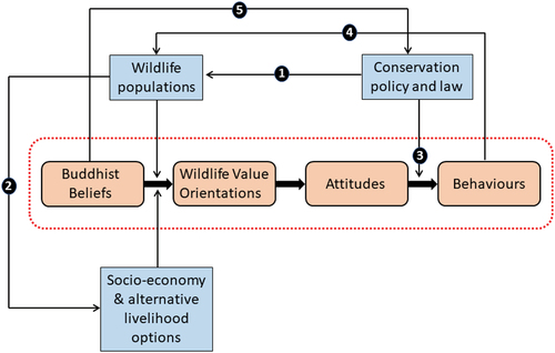Figure 1. Conceptual framework of HWC illustrating how religious beliefs may have shaped people’s WVOS, and WVOs in turn influence attitudes and then attitudes shape human behaviors toward wildlife and the response actions taken. The arrows represent the relationships, how one component is affecting or influencing the other in the framework. These components in turn can be influenced by other factors such as conservation laws and policies, wildlife population and socio-economy.