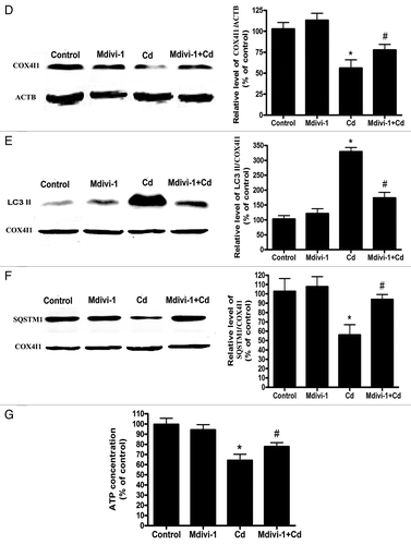 Figure 9D–G. Mdivi-1 suppresses Cd-induced mitophagy in vivo. (D) ACTB (42 kDa) was the internal standard for protein loading. Mdivi-1 inhibits mitochondrial LC3-II expression and increases the levels of mitochondrial SQSTM1. Representative immunoblots and quantification analyses of LC3 (17 kDa) (E) and SQSTM1 (75 kDa) protein levels (F) in the mitochondrial fraction of liver tissues. COX4I1 (17 kDa) was the internal standard for protein loading. (G) The ATP concentrations in the mouse liver were determined using an ATP Determination Kit. The ATP levels were expressed as a percentage of control, which was set at 100%. The values are the means ± SEM, *P < 0.05 vs. the control group; #P < 0.05 vs. the CdCl2 group.