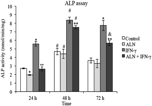 Figure 2. ALP assay. G292 osteosarcoma cells were incubated for 24, 48 or 72 h with ALN (5 nM) and/or IFN-γ (1,000 U/mL) under the conditions described in the text. Controls were incubated under identical conditions without added agents. ALP activity was measured with the pNPP assay; values normalized per mg protein measured with a Bio-Rad DC Protein Assay and expressed as nmoles/min/mg protein. Results are expressed as the mean ± SEM with n = 4 samples per group. ALN alone produced significant decreases at 24 h and IFN-γ alone significant increases at all three time periods but the presence of ALN resulted in significant decreases in the IFN-γ effect.