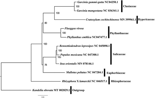 Figure 1. The best ML phylogeny recovered from 11 complete plastome sequences by RAxML. Accession numbers: Flueggea virosa (GenBank accession number, MT424755, this study), Bennettiodendron leprosipes NC_045898.1, Cratoxylum cochinchinense MN_399961.1, Garcinia_gummi-gutta NC_047250.1, Garcinia mangostana NC_036341.1, Itoa orientalis MN_078146.1, Kandelia obovata MT_002829.1, Mallotus peltatus NC_047284.1, Phyllanthus emblica NC_047477.1, Populus mexicana NC_047300.1, Rhizophora x lamarckii NC_046517.1.