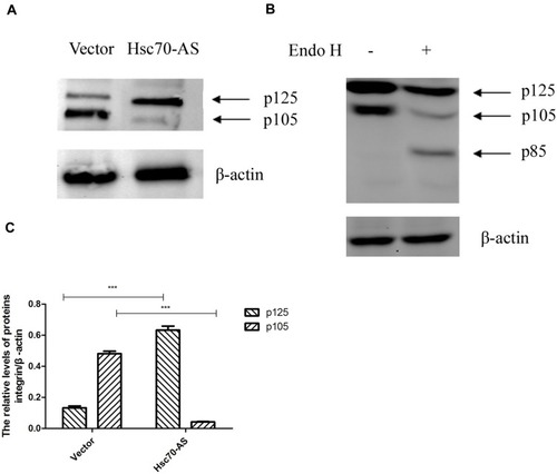 Figure 3 Down-regulating the expression of Hsc70 increased p125 and decreased p105. (A) Equal amounts of cellular protein from Hsc70-AS/U87 and Vector/U87 cells were subjected to immunoblot analysis with anti-integrin β1 or anti-β-actin antibodies. (B) Equal amounts of cellular protein from whole-cell extracts of U87 cells transiently transfected with Hsc70-AS were treated with Endo H (+) or vehicle (-) for 24 h at 37°C. The samples were subjected to Western blot analysis with an anti-integrin β1 antibody. (C) Quantitative results of A. Data were expressed as the mean±SEM from three independent experiments, ***P<0.001.