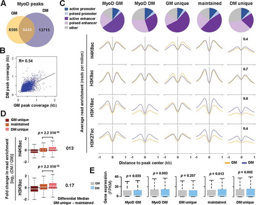 Figure 3. Characterization of MyoD sites in early differentiation.(A) Venn diagram depicts unique or maintained MyoD peaks in C2C12 proliferating myoblasts (GM) and myoblasts differentiated for 24 hours (DM). (B) Correlation plot of MyoD peak coverage, in which each dot represents the absolute length of a MyoD peak, shared between GM and DM conditions (n = 6445; R = Spearman’s correlation coefficient). (C) Chromatin state distribution of MyoD peaks as categorized in Panel A. The average read signal profiles for H4K8ac, H3K9ac, H3K18ac, and K3K27ac spanning 2 kb across MyoD binding sites are displayed below. (D) Boxplots present the quantification of log2-fold change in histone acetylation between differentiation and proliferation corresponding to the MyoD sites as categorized in Panel C. The difference in the median values of differentiation unique or maintained is displayed to the right. (E) The expression levels of ENSEMBL genes associated to the MyoD peaks is presented as FPKM measured by RNA-seq analysis (Wilcoxon signed-rank test, P <0.05).