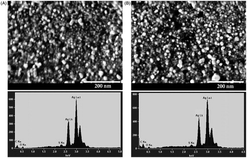 Figure 9. SEM images and EDS spectra of AgNPs synthesized using Nt-cV (A) and Nt-cS (B) callus extracts. Scale bar 200 nm.